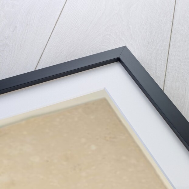 Page 187. Epilobium glabellum, c.1803-06 by John William Lewin