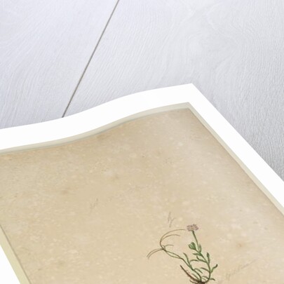 Page 187. Epilobium glabellum, c.1803-06 by John William Lewin