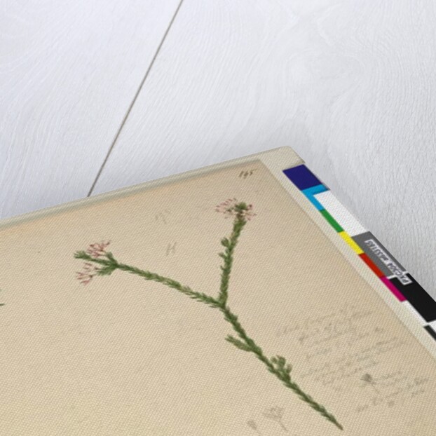 Page 194. Zieria lanceolata/Zieria smithii; 195. A bad figure of a species of Calythrix..., c.1803-06 by John William Lewin