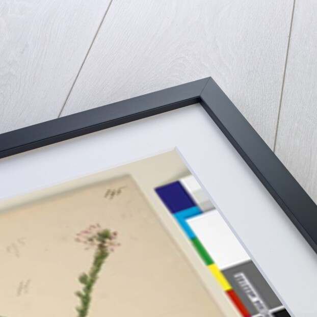 Page 194. Zieria lanceolata/Zieria smithii; 195. A bad figure of a species of Calythrix..., c.1803-06 by John William Lewin