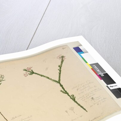 Page 194. Zieria lanceolata/Zieria smithii; 195. A bad figure of a species of Calythrix..., c.1803-06 by John William Lewin