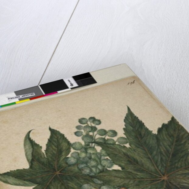 Page 196. Ricinus communis, c.1803-06 by John William Lewin