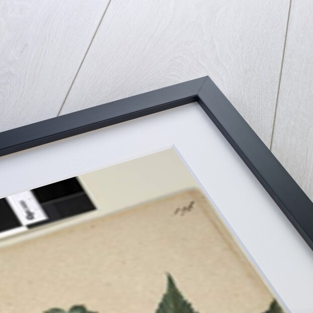 Page 196. Ricinus communis, c.1803-06 by John William Lewin