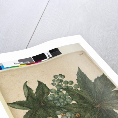 Page 196. Ricinus communis, c.1803-06 by John William Lewin