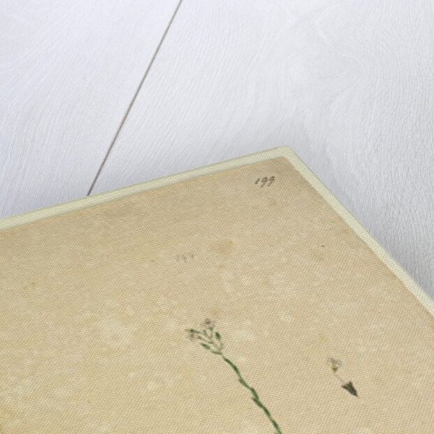 Page 199. Samolus repens, c.1803-06 by John William Lewin