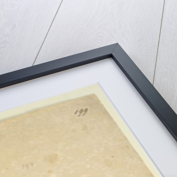 Page 199. Samolus repens, c.1803-06 by John William Lewin