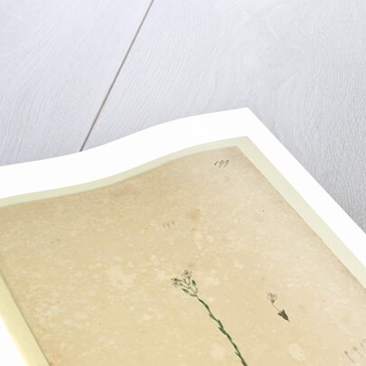 Page 199. Samolus repens, c.1803-06 by John William Lewin