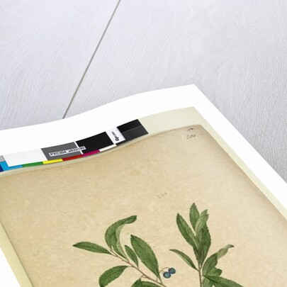 Page 200. Elaeocarpus reticulatus, c.1803-06 by John William Lewin