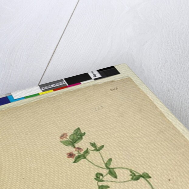 Page 203. Anagallis arvenis, c.1803-06 by John William Lewin