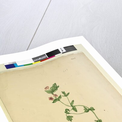 Page 203. Anagallis arvenis, c.1803-06 by John William Lewin