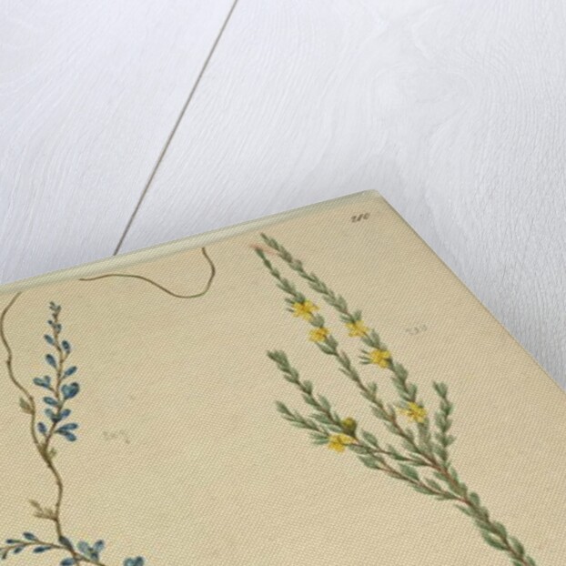 Page 209. Comesperma volubile; 210. Hibbertia fasciculata, c.1803-06 by John William Lewin