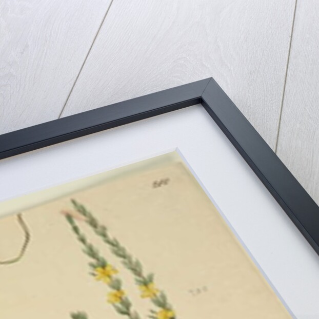 Page 209. Comesperma volubile; 210. Hibbertia fasciculata, c.1803-06 by John William Lewin