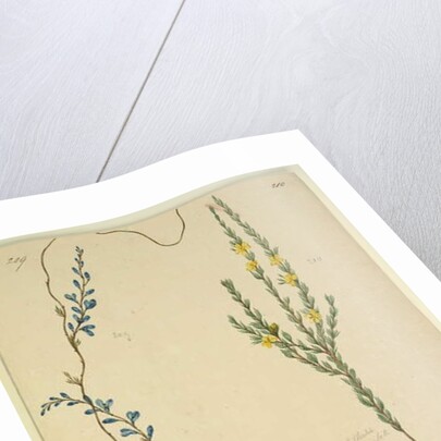 Page 209. Comesperma volubile; 210. Hibbertia fasciculata, c.1803-06 by John William Lewin
