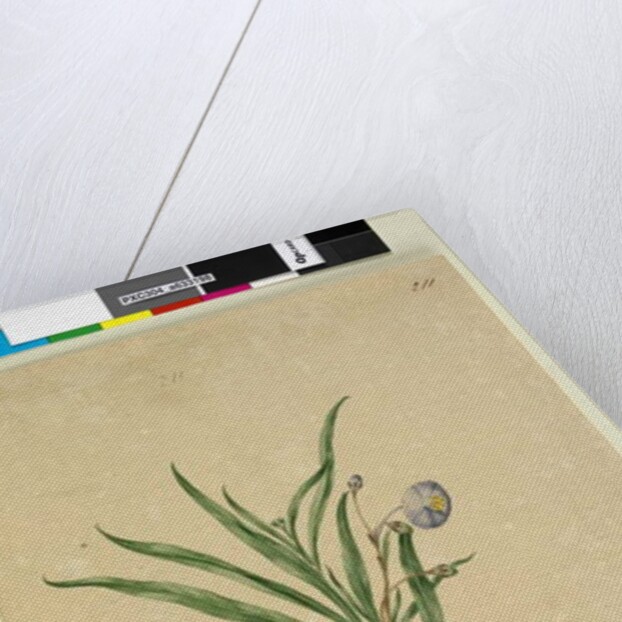 Page 211. Solanum laciniatum, c.1803-06 by John William Lewin