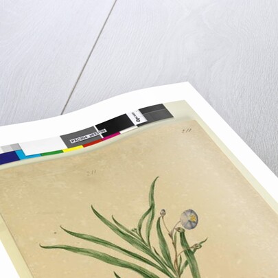 Page 211. Solanum laciniatum, c.1803-06 by John William Lewin