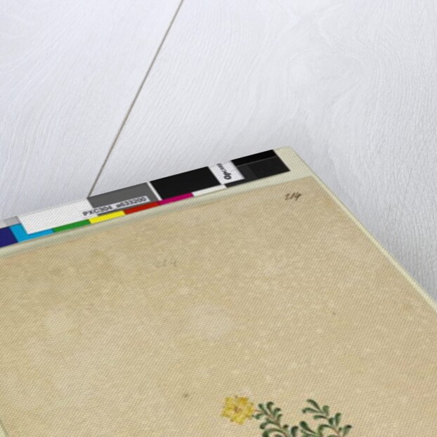 Page 214. Hibbertia diffusa, c.1803-06 by John William Lewin