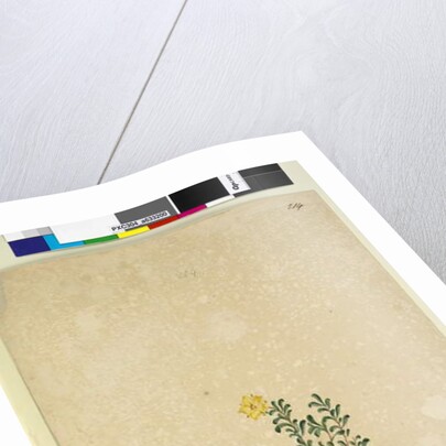 Page 214. Hibbertia diffusa, c.1803-06 by John William Lewin