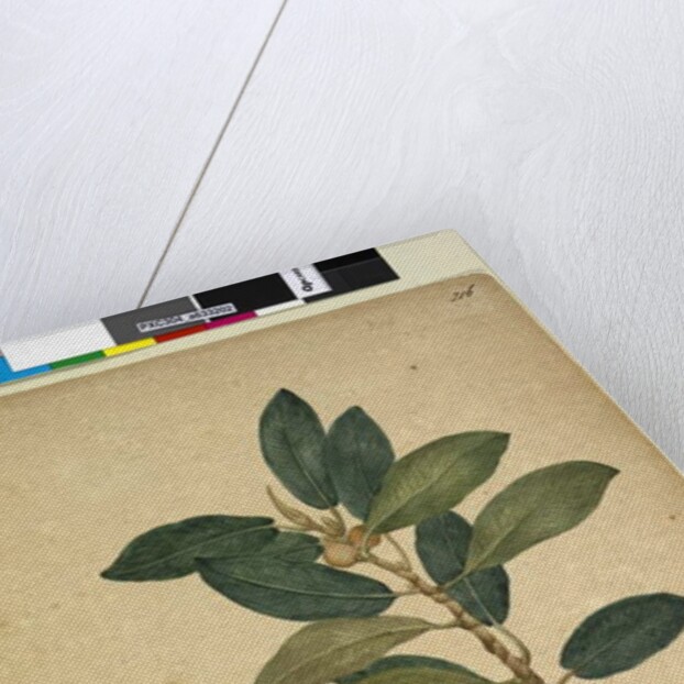 Page 216. Ficus rubiginosa, c.1803-06 by John William Lewin