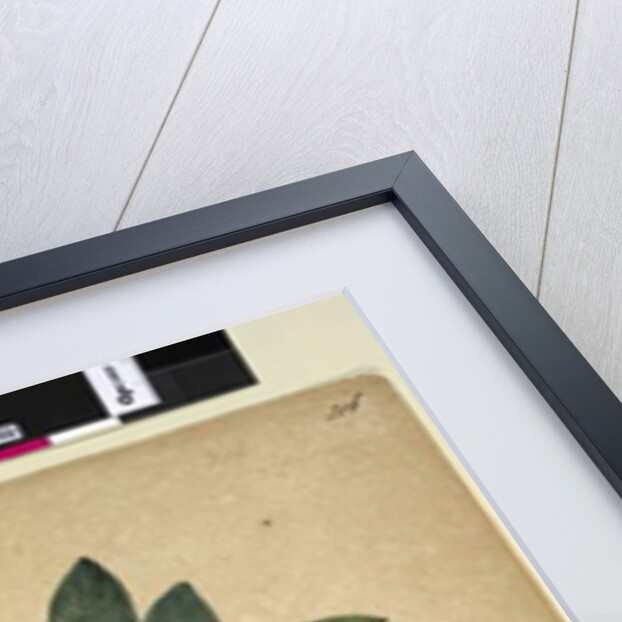 Page 216. Ficus rubiginosa, c.1803-06 by John William Lewin