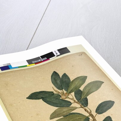 Page 216. Ficus rubiginosa, c.1803-06 by John William Lewin