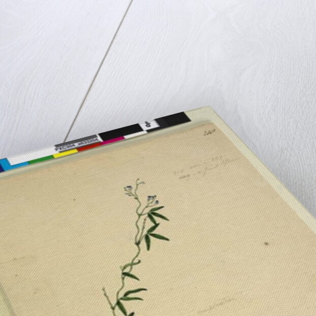 Page 218. Kennedia comptoniana/Hardenbergia comptoniana, c.1803-06 by John William Lewin