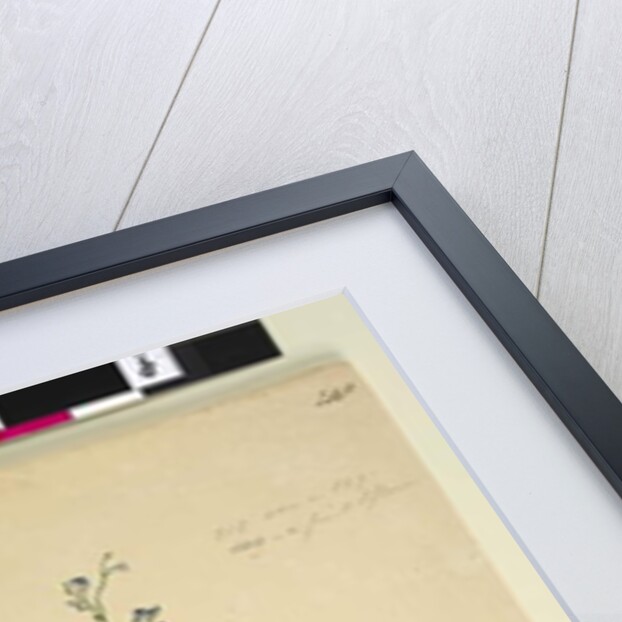 Page 218. Kennedia comptoniana/Hardenbergia comptoniana, c.1803-06 by John William Lewin