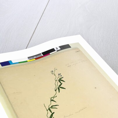 Page 218. Kennedia comptoniana/Hardenbergia comptoniana, c.1803-06 by John William Lewin