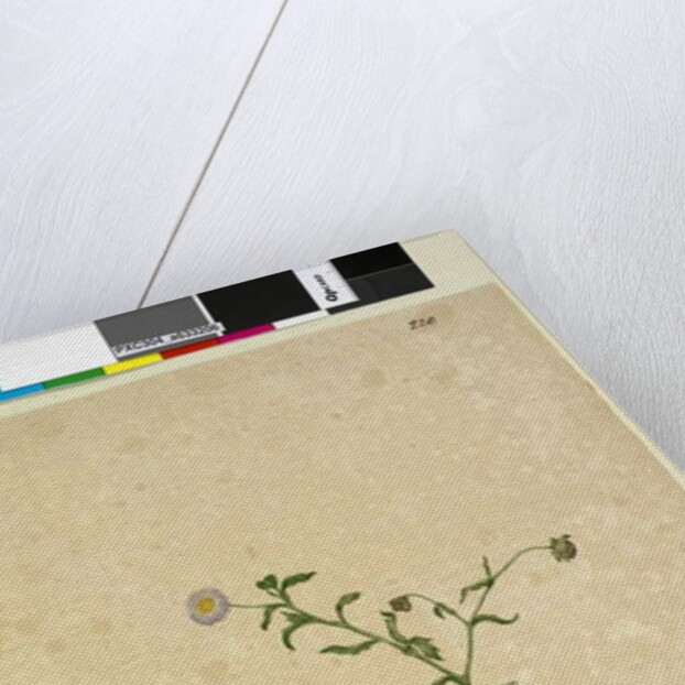 Page 220. Brachycome multifida, c.1803-06 by John William Lewin