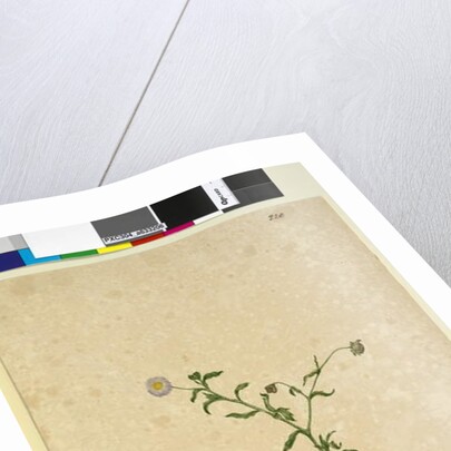 Page 220. Brachycome multifida, c.1803-06 by John William Lewin