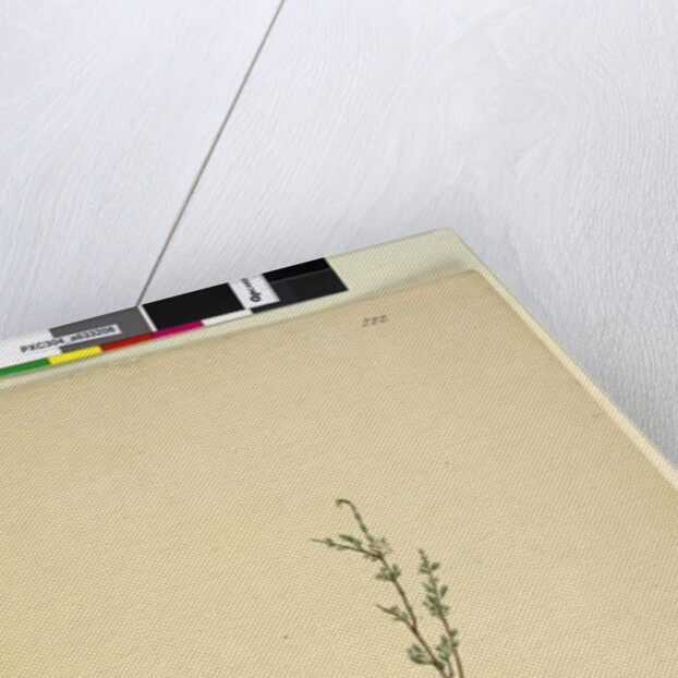 Page 222. Baeckea densifolia, c.1803-06 by John William Lewin