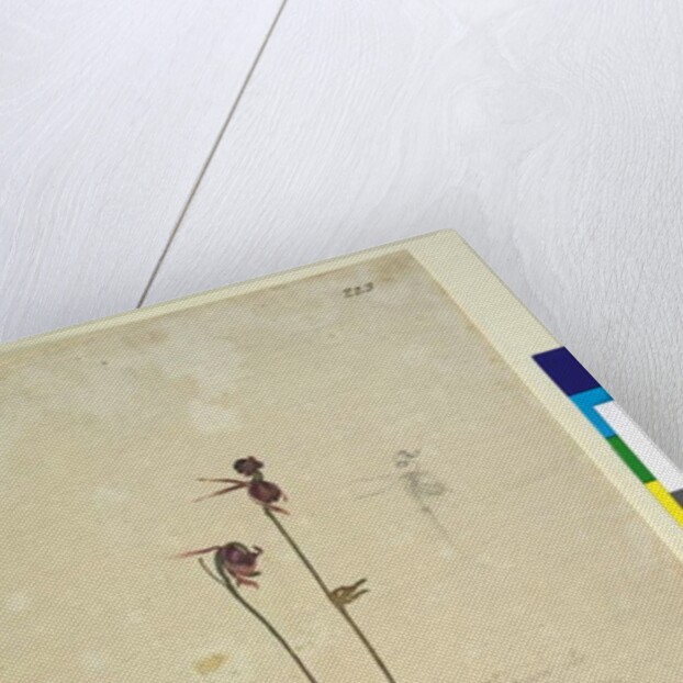 Page 223. Caleana major, c.1803-06 by John William Lewin