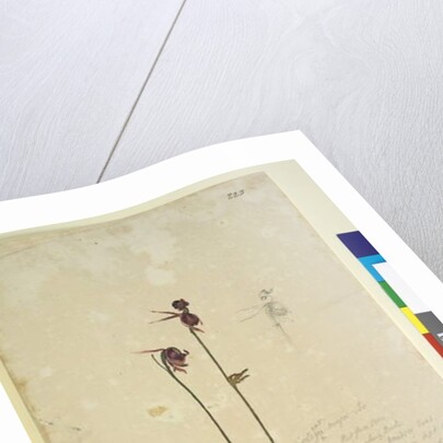 Page 223. Caleana major, c.1803-06 by John William Lewin