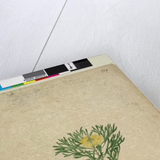 Page 224. Isopogon anemonifolius, c.1803-06 by John William Lewin