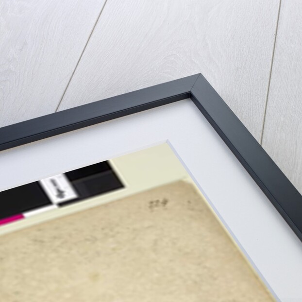 Page 224. Isopogon anemonifolius, c.1803-06 by John William Lewin