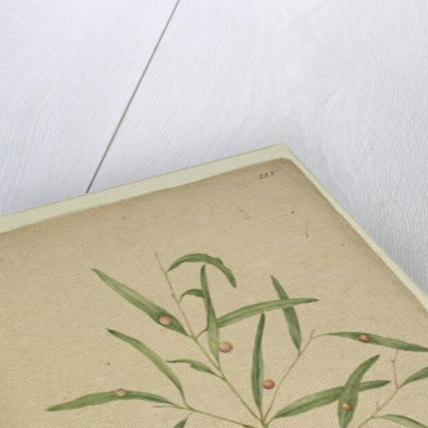 Page 225. The branch of a species of Eucalyptus bearing galls..., c.1803-06 by John William Lewin