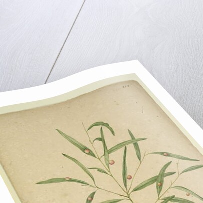 Page 225. The branch of a species of Eucalyptus bearing galls..., c.1803-06 by John William Lewin