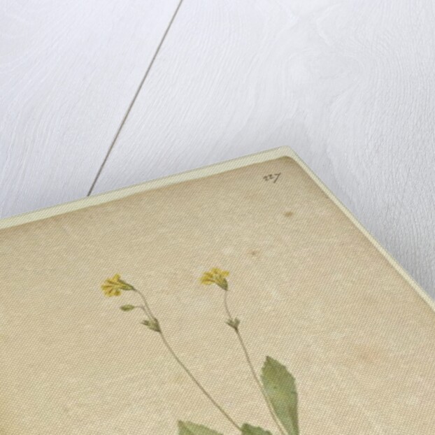 Page 227. Velleia paradoxa, c.1803-06 by John William Lewin