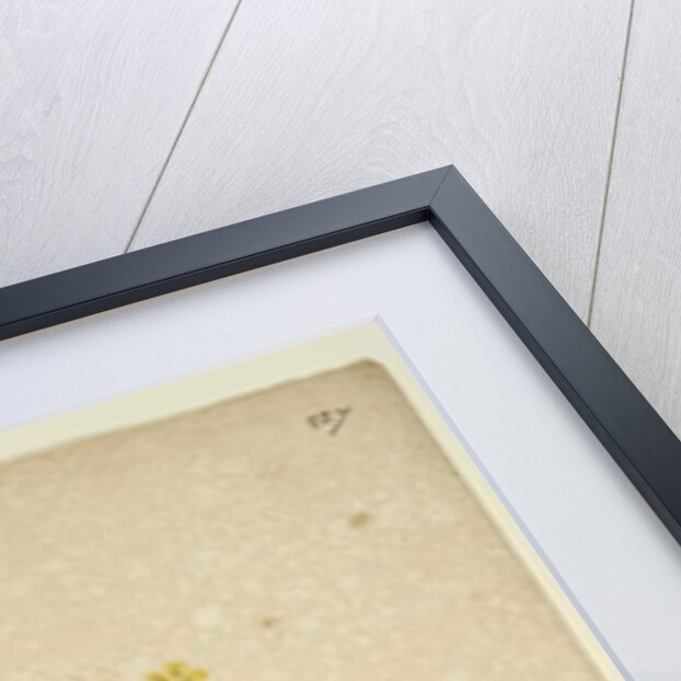 Page 227. Velleia paradoxa, c.1803-06 by John William Lewin