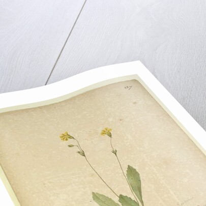 Page 227. Velleia paradoxa, c.1803-06 by John William Lewin