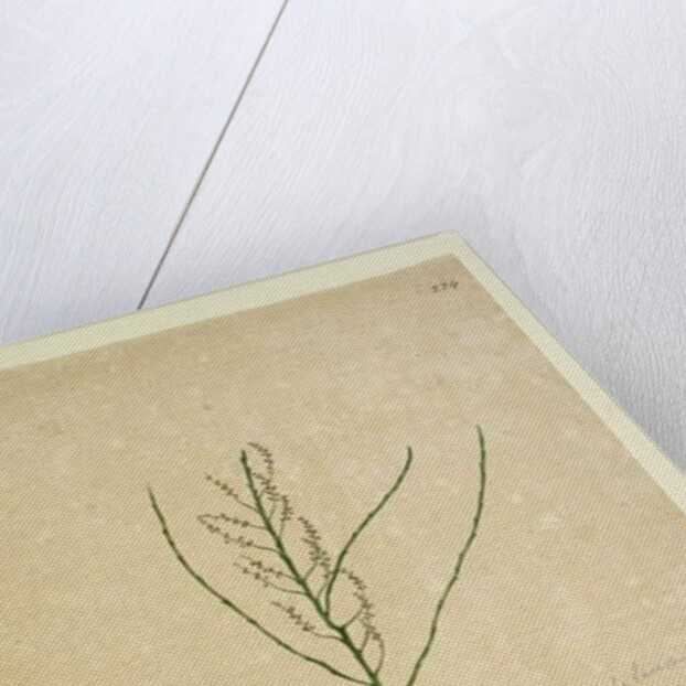 Page 234. Leptomeria, c.1803-06 by John William Lewin