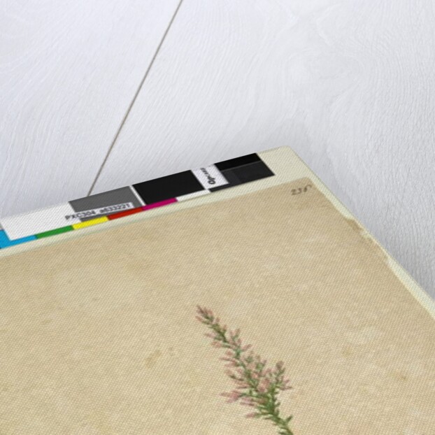 Page 236. Sprengelia, c.1803-06 by John William Lewin