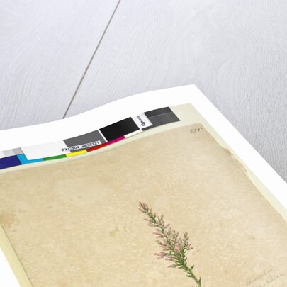 Page 236. Sprengelia, c.1803-06 by John William Lewin