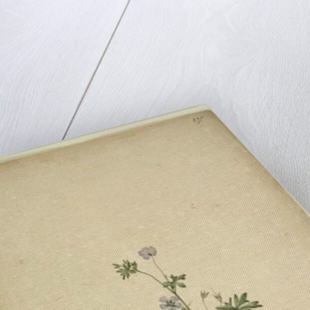 Page 237. Geranium pilosum, c.1803-06 by John William Lewin