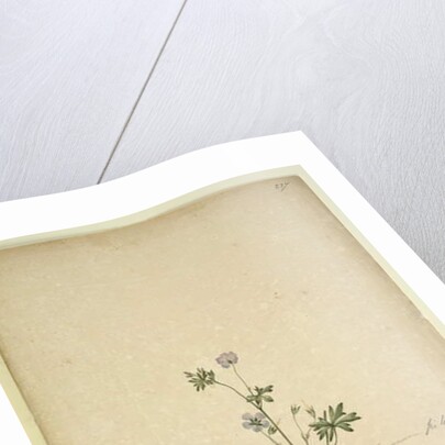 Page 237. Geranium pilosum, c.1803-06 by John William Lewin