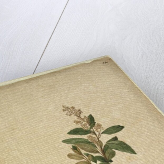 Page 240. Pomaderris ligustrina, c.1803-06 by John William Lewin