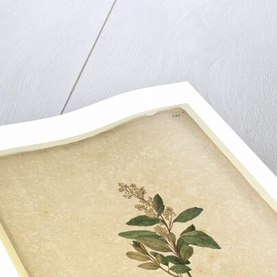 Page 240. Pomaderris ligustrina, c.1803-06 by John William Lewin