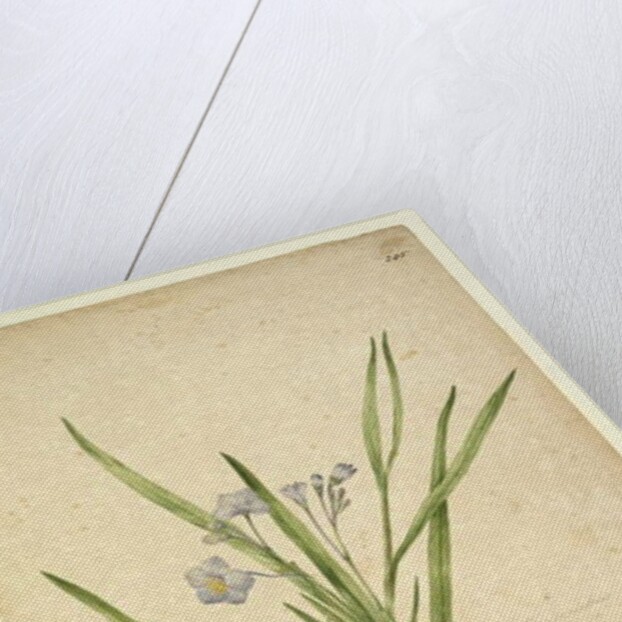 Page 245. Solanum vescum, c.1803-06 by John William Lewin