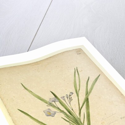 Page 245. Solanum vescum, c.1803-06 by John William Lewin