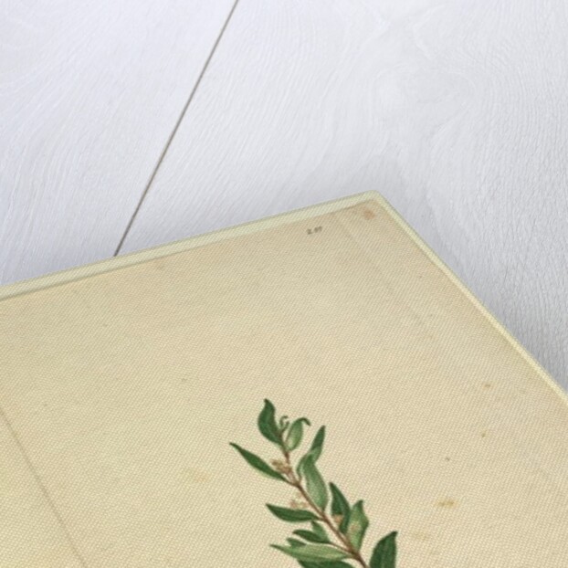 Page 251. Marsdenia suaveolens, c.1803-06 by John William Lewin