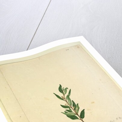 Page 251. Marsdenia suaveolens, c.1803-06 by John William Lewin